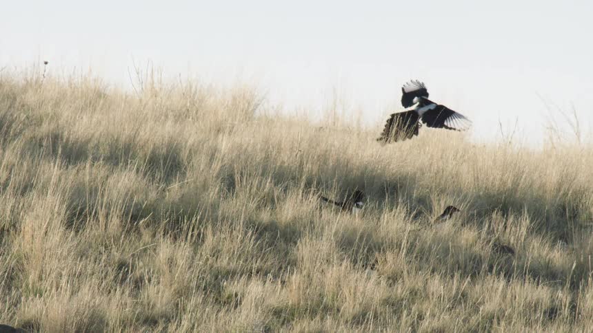 A bird flew and landed on a grassfield amongst other birds walking on the grasses at midday
