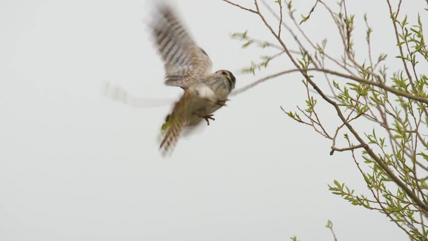 The bird flies off from the branch