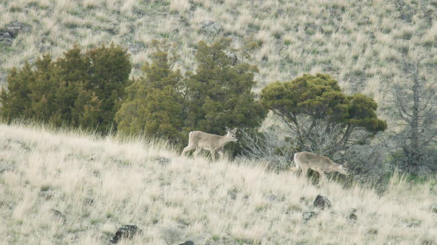 Two brown deer walk up a dry grassy hillside passing green shrubs and small trees