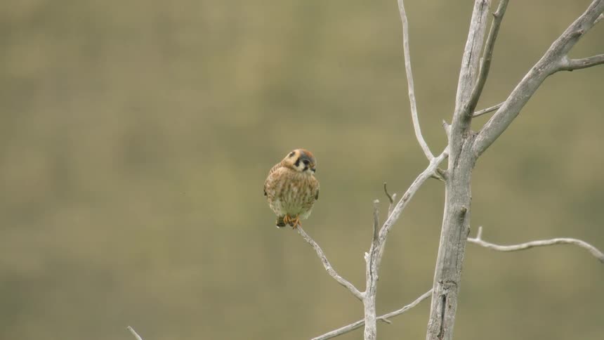 American kestrel takes flight from a bare branch in a forested area