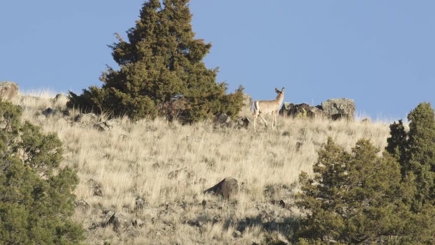 A deer out by a tree