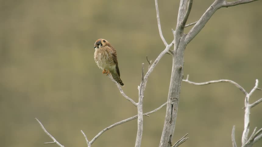 Bird perched on a bare branch against a blurred greenish background