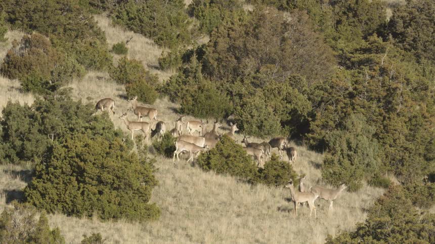 A herd of deer in the woods