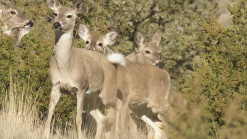 Herd of deers roaming through the forest at midday