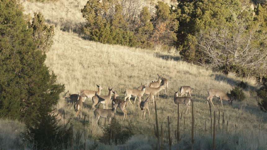 A deer herd grazing in the savanna during daytime