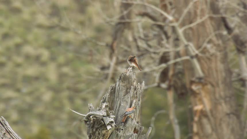 A couple birds perched