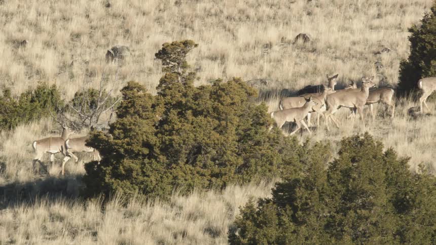 A herd of deer walk through a field