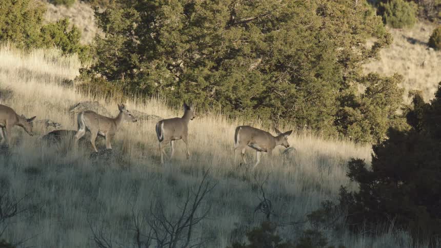 A herd of deer walking past