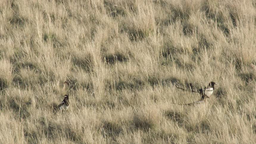 Pheasants walk through tall grass in open field partially camouflaged by dry vegetation