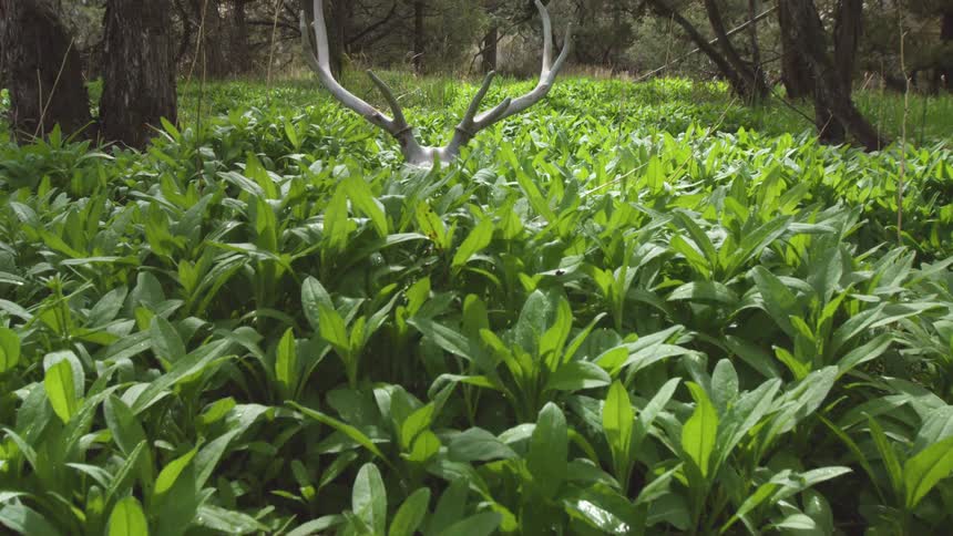 Push over green plants to an elk rack reveal