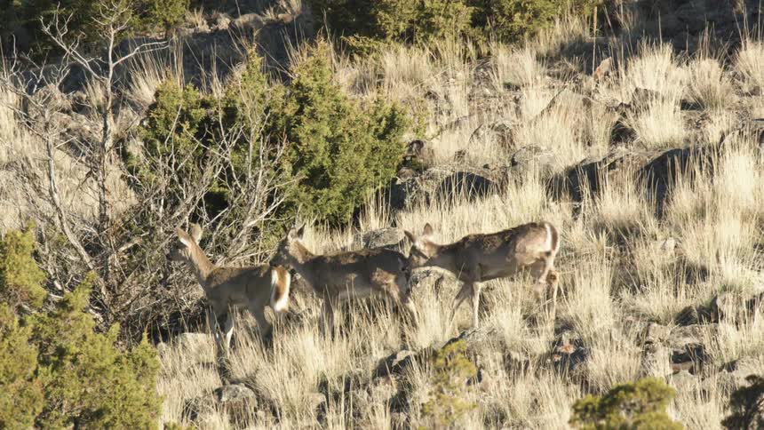 A herd of deer walks through a sunlit grassland in the wilderness grazing peacefully as golden light bathes the open field