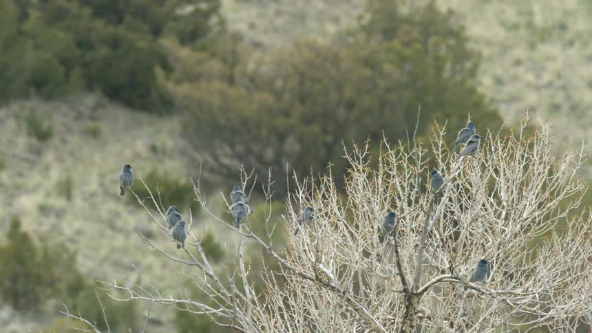 A flock of small blue birds is perched in a dry tree with bare white branches overlooking a green hill in the background