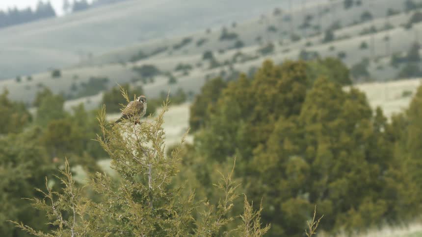 Bird perches atop a shrub with green hills in the background