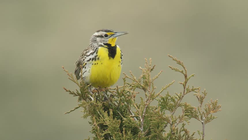 A bird perched on a branch