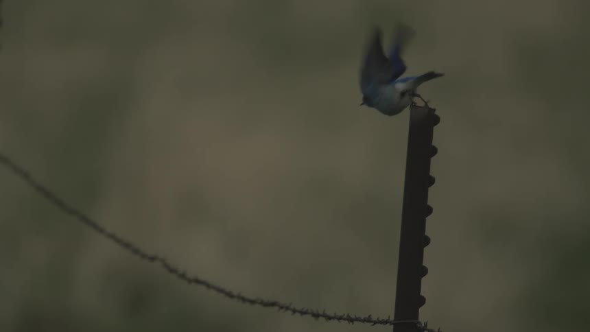 A blue bird sits atop a metal fence post looks down and then launches itself into the air flying across the foreground barbed wire