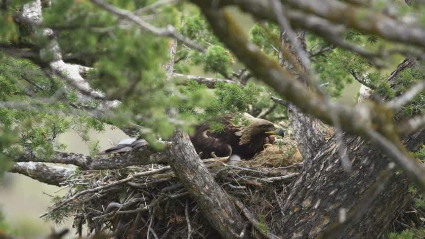 The bird lays on the eggs in the nest