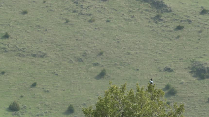 A bird flies over and lands on a tree