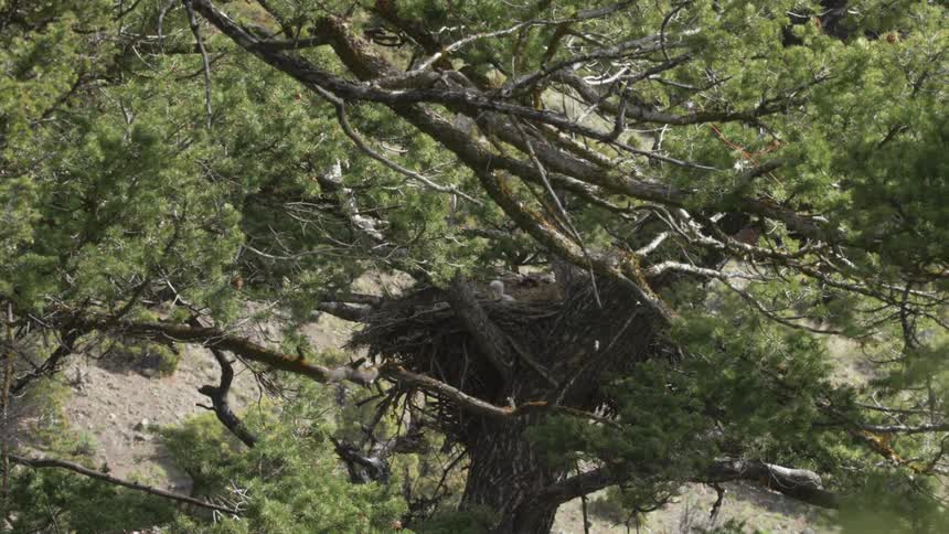 A tree hiding a bird and its nest