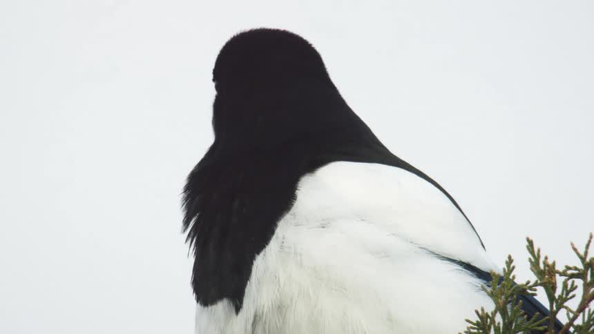 Black and white bird prepares to take flight above the green branches