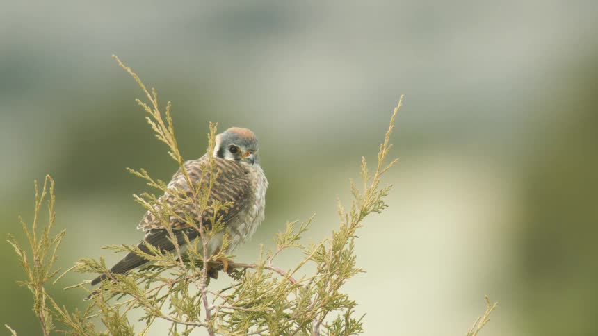 A closeup view shows a small bird perched firmly on the tip of a green needlelike branch and staring directly at the camera against a bright softfocus background