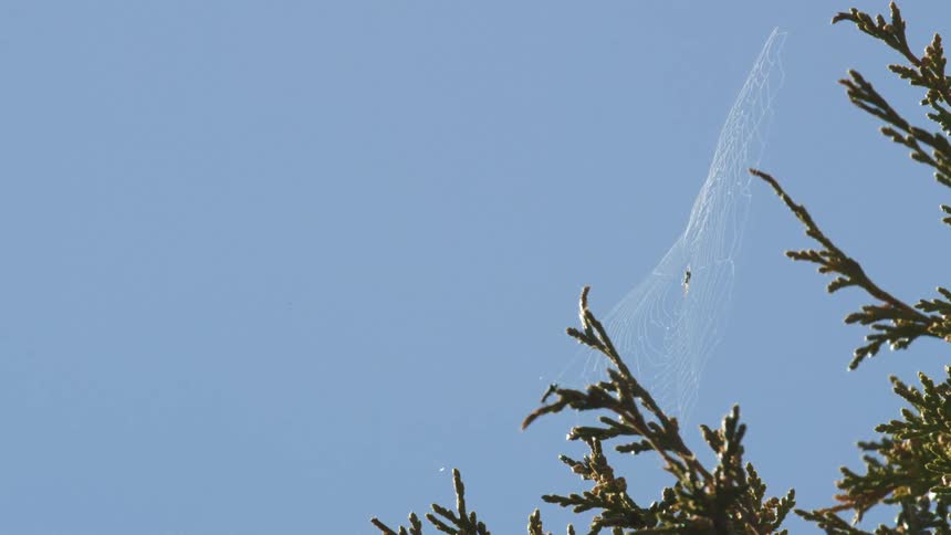 Spider web caught on branches under the blue sky
