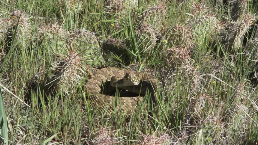 Snake camouflaged among grasses and cacti in a dry environment