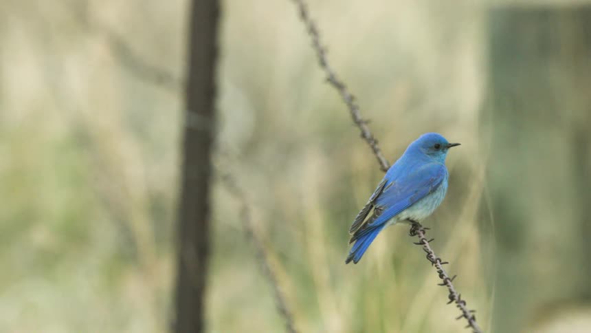 A closeup shot shows a small blue bird perched on a strand of barbed wire initially facing away from the camera then turning its head to look forward against a blurred outdoor background