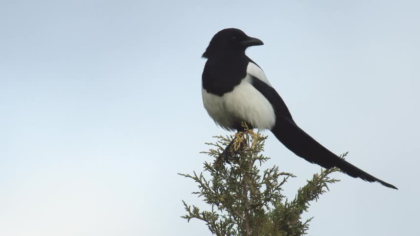 A black and white bird flly off a plant it standing on at midday