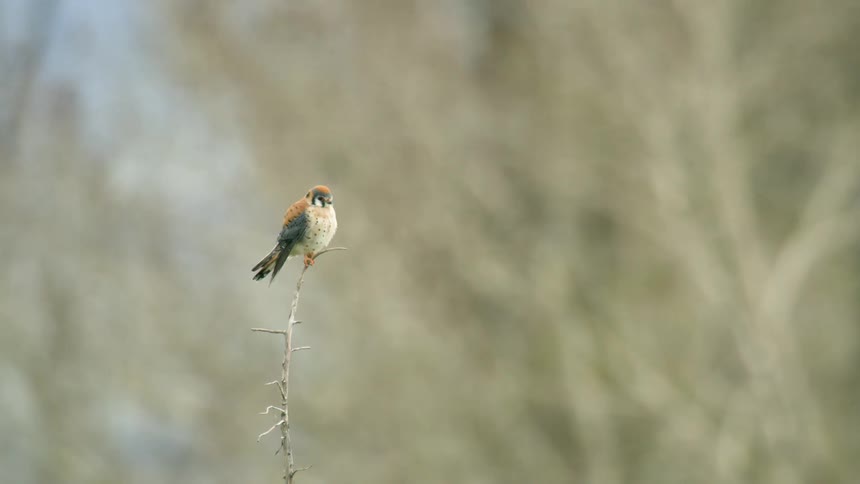The tiny bird is perched on a twig