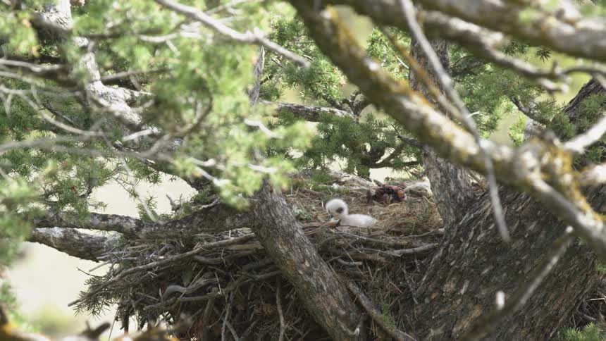The baby bird moves around in the nest