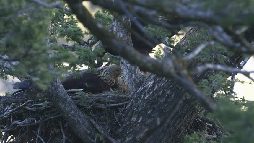 A closeup shot through the branches of a conifer tree shows a large brown bird sitting in a nest reaching down to feed a smaller bird before raising its head