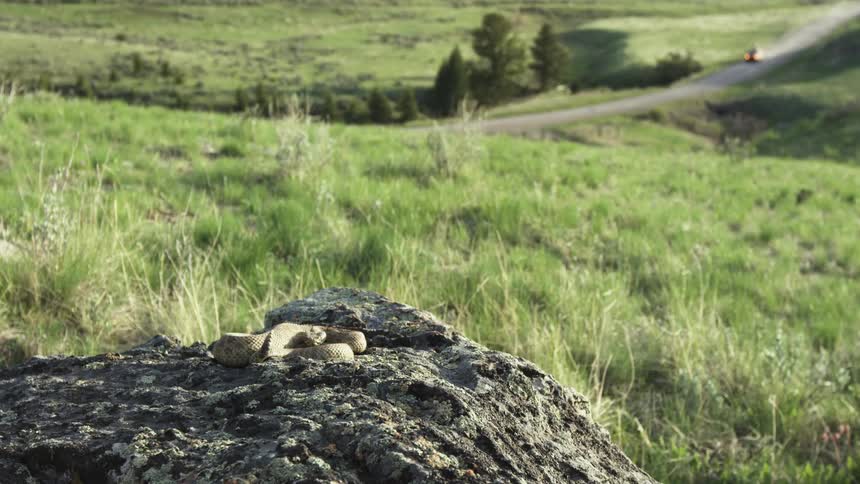 A snake rests motionless on a sunlit rock in a grassland while a car drives alone in the distance along a solitary road