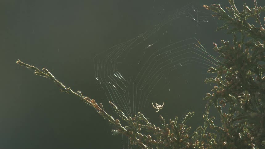 Spider rests at the center of its web illuminated by sunlight