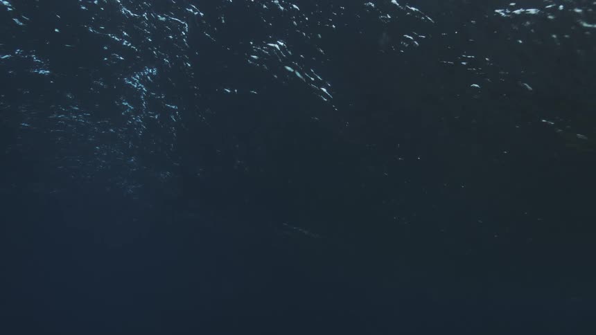 A dark blue underwater view shows the rippled ocean surface with bright shimmering light filtering down from above
