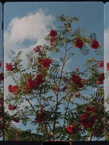 The video is an extreme closeup shot of a rowan tree branch with clusters of bright red berries and green leaves the tree is set against a light blue sky with scattered white clouds