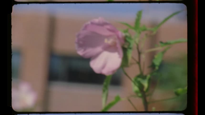 A pink flower outside a building
