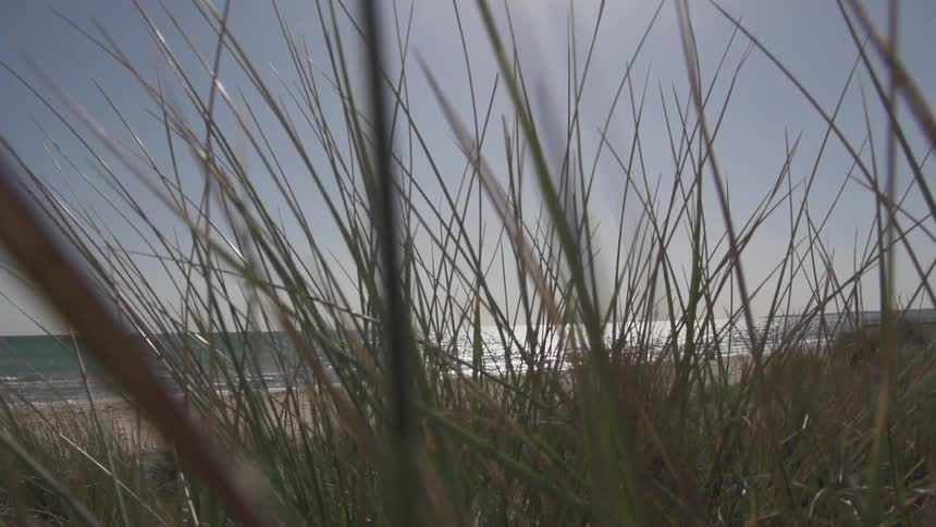 View of some tall grass by the shore on a cloudy day
