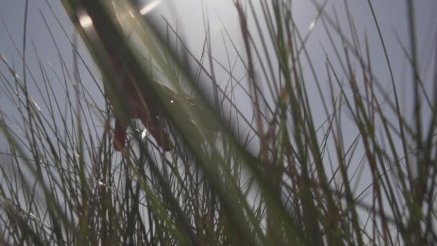 Hand tracing across long blades of grass