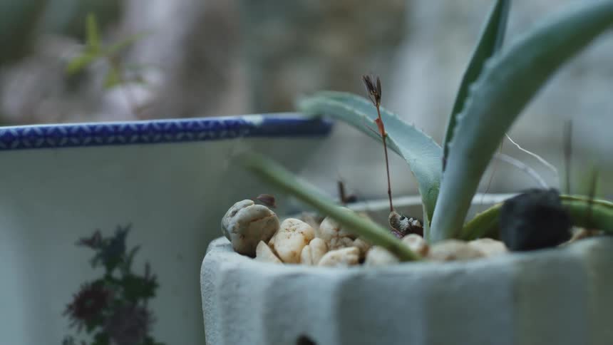 A succulent in a small pot