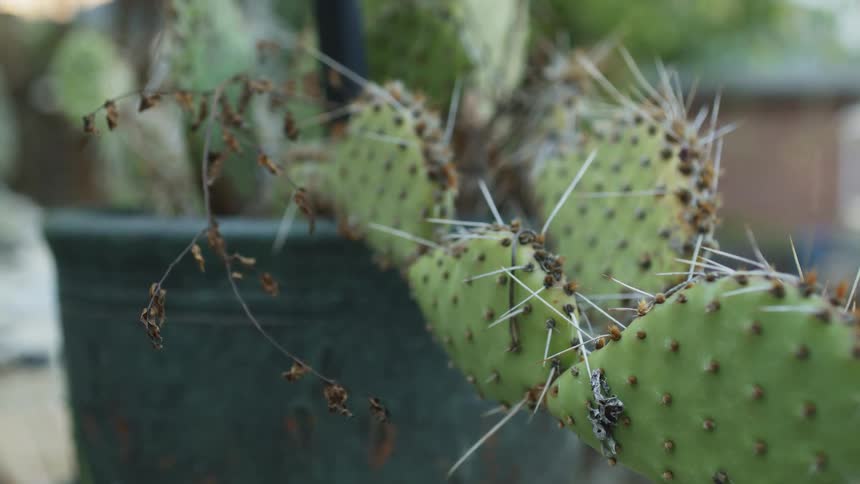 A prickly pear cactus pad bristles with long white spines in a green pot