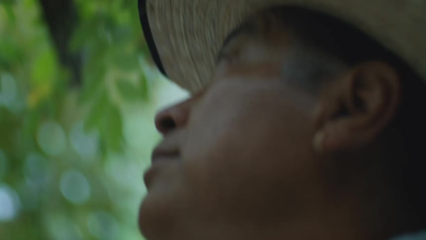 A close view of a man wearing a straw hat and light blue shirt looks up while working among green leaves under a bright sky briefly raising a dark tool near a branch