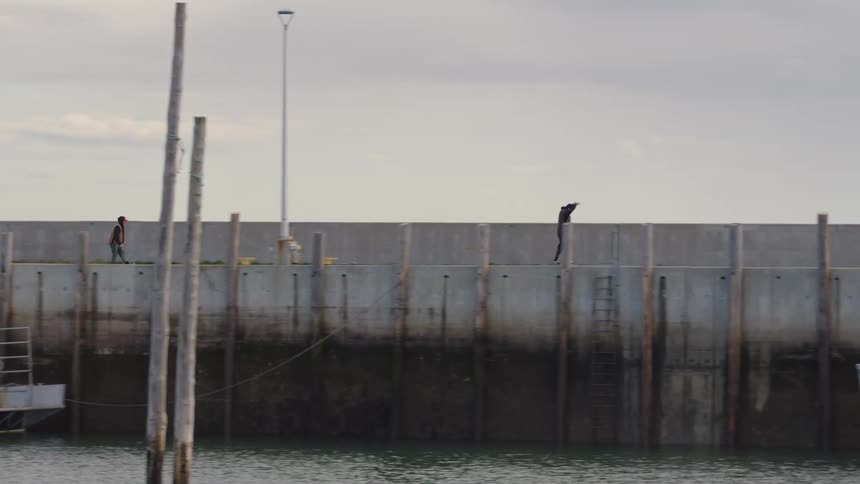 Two people skateboard across a bridge at midday with boats docked peacefully along the water below