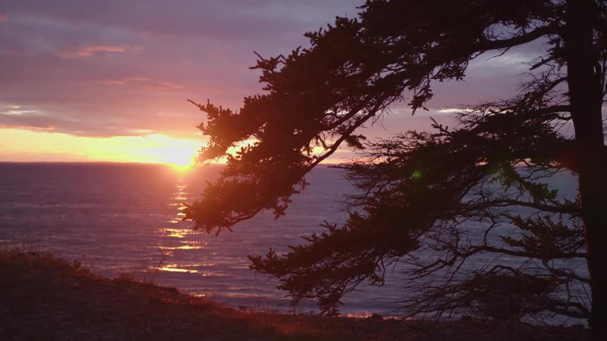 The video is a beautiful shot of a sunset over the ocean a large silhouetted pine tree in the foreground frames the bright orange and yellow sun as its light glistens on the water