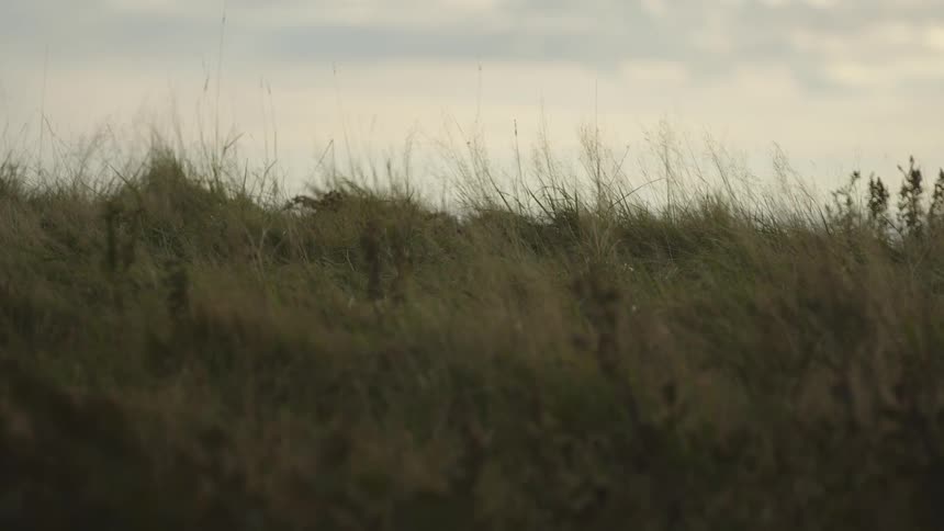 Grass sways in the breeze