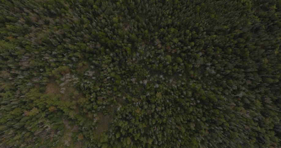 Looking down at a large forest