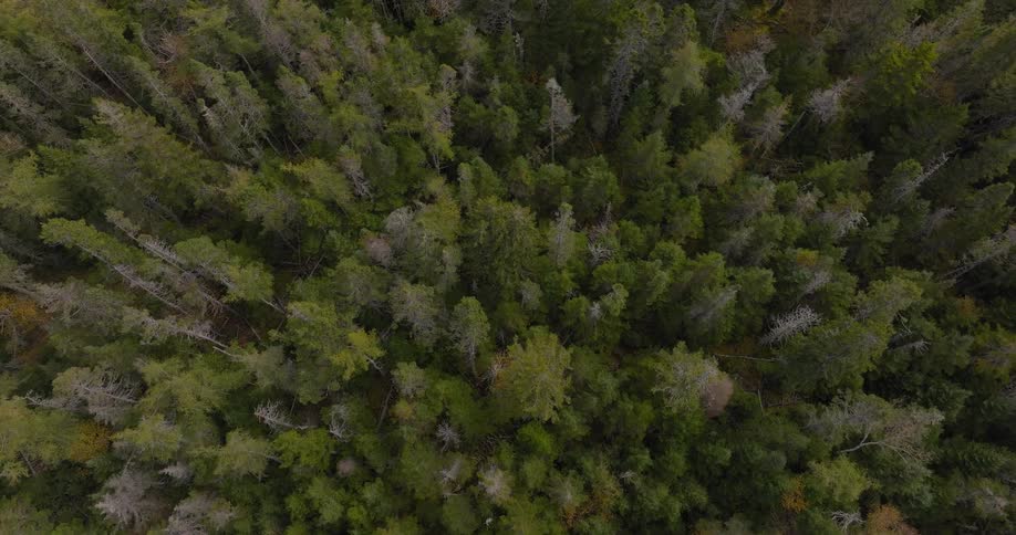 A camera moves over a large expanse of trees showing the tops of green and brown foliage from a high angle