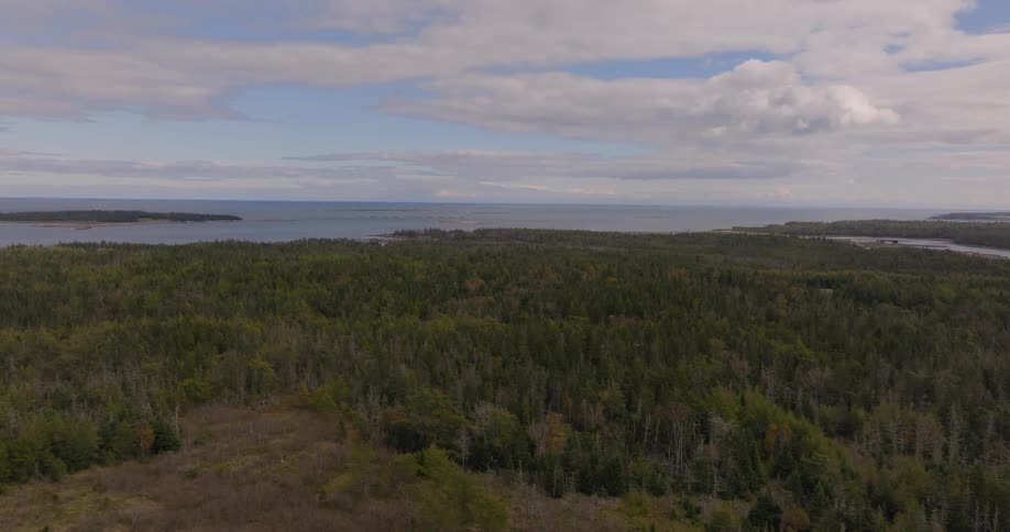Aerial view of a dense forest near the sea under a partly cloudy sky
