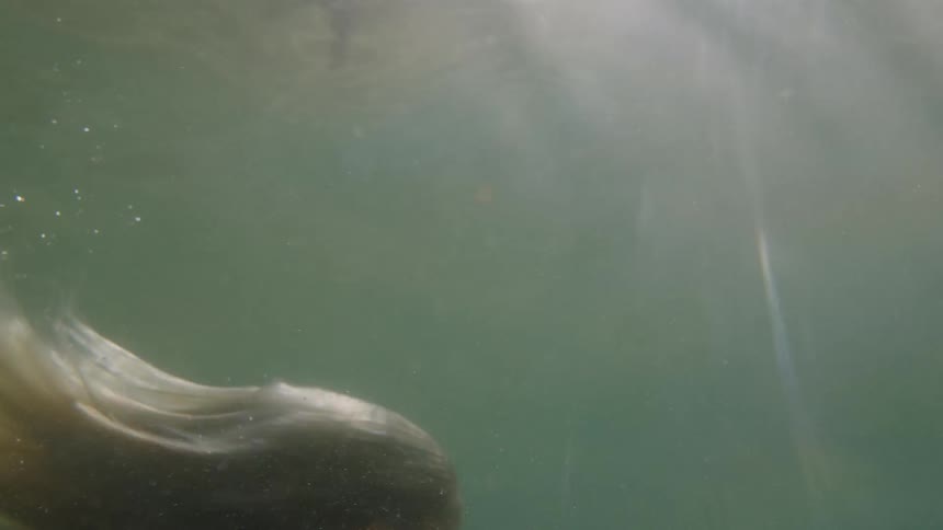 Underwater view of a woman swimming forward