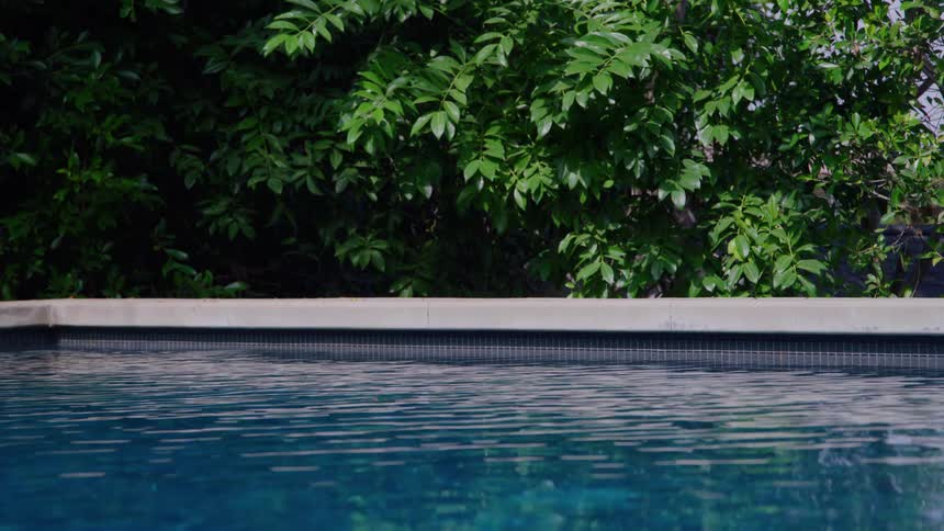 A pool bordered by foliage