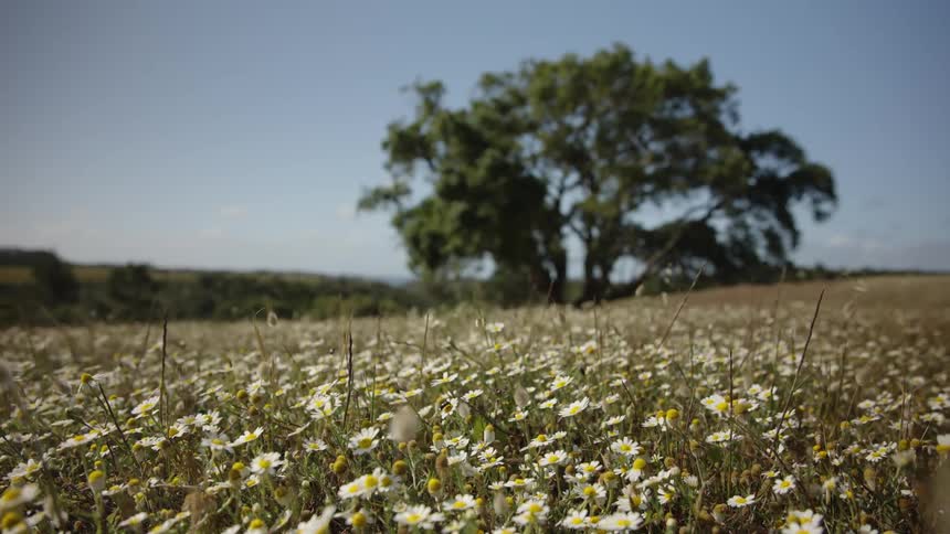 A beautiful meadow of white and yellow flowers beneath a bright sky